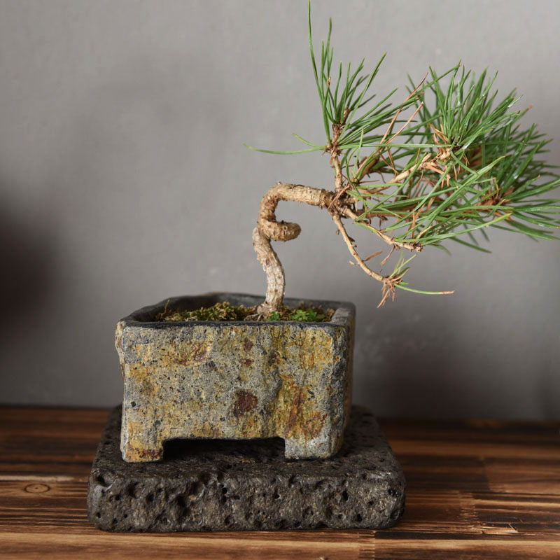 Basalt natuursteen bloempot ha - Bonsai Garden Indoor recensie en prijs