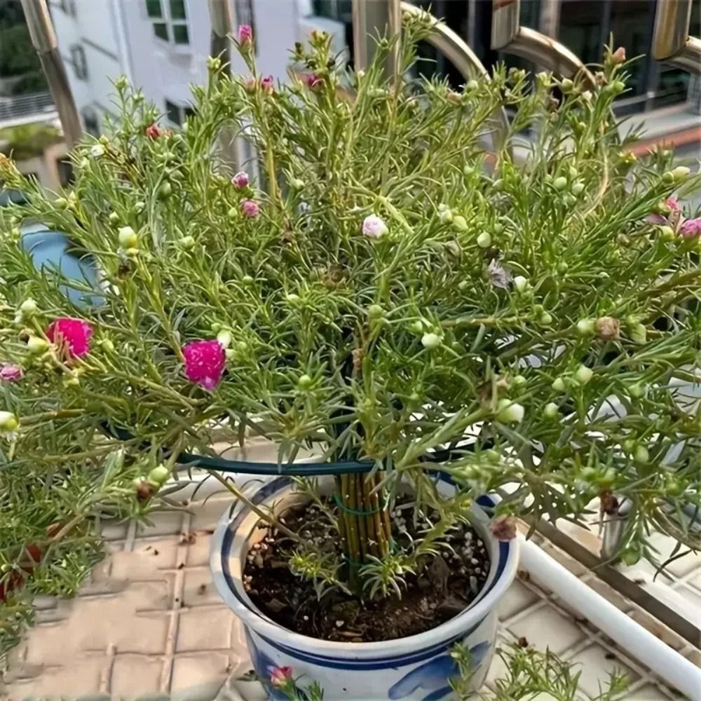 Nieuw S/M/L Bonsai Klimrek Sta - Bonsai Garden Stand recensie en prijs